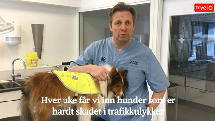 http://www.eikernytt.no/doc/Videoer/Refleks hund.mp4